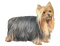 Cute Yorkshire Terrier Dog PNG Free Download