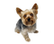 Cute Yorkshire Terrier Dog PNG Image