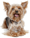 Cute Yorkshire Terrier Dog PNG