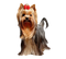 Cute Yorkshire Terrier Dog Transparent