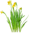 Daffodils PNG Clipart