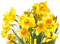 Daffodils PNG File