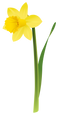 Daffodils PNG Picture