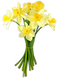 Daffodils PNG