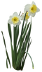 Daffodils