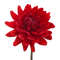 Dahlia Download PNG