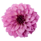 Dahlia Free Download PNG