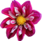 Dahlia PNG Clipart