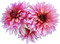 Dahlia PNG Image