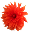 Dahlia PNG Pic