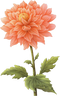 Dahlia PNG