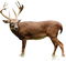 Deer Download PNG