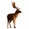 Deer Free PNG Image