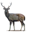 Deer High-Quality PNG