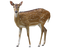 Deer PNG Clipart