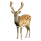 Deer PNG File