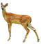 Deer PNG HD