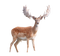 Deer PNG Image