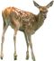 Deer PNG Pic