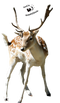 Deer Transparent