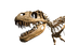 Dinosaur Bones Fossils PNG Images