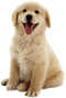 Dog PNG 10