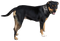 Dog PNG 11