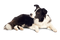 Dog PNG 12