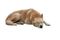 Dog PNG 3