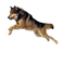 Dog PNG 4