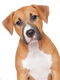 Dog PNG 5