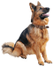 Dog PNG 6