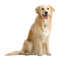 Dog PNG 7