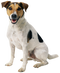 Dog PNG 8