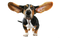 Dog PNG 9