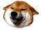 Doge Head PNG Image