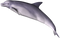 Dolphin PNG Clipart