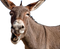 Donkey PNG Download Image