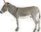 Donkey PNG Free Download