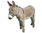 Donkey PNG High Quality Image