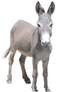 Donkey PNG Image