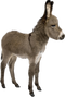 Donkey PNG Images