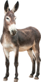 Donkey PNG Pic