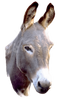 Donkey PNG Picture