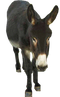 Donkey PNG