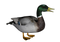 Duck PNG 2