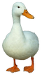 Duck PNG 3