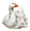 Duck PNG 4