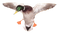 Duck PNG 7