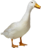 Duck PNG 9